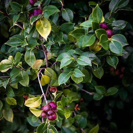 Ilheu 25 House ベッド・アンド・ブレックファスト ペニシェ